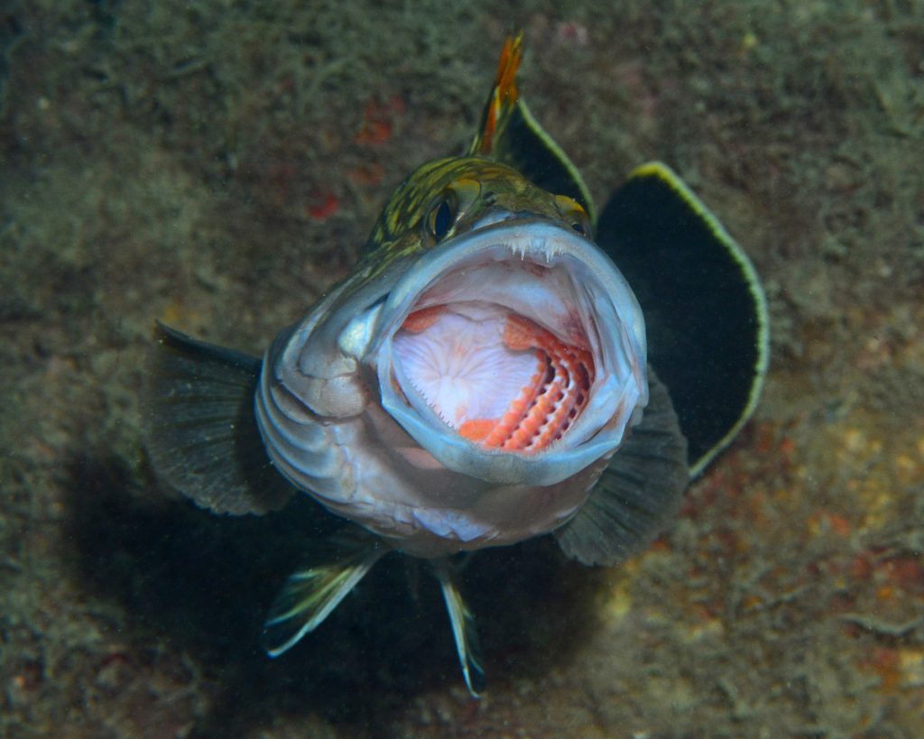 trofeo camogli foto vincitrice