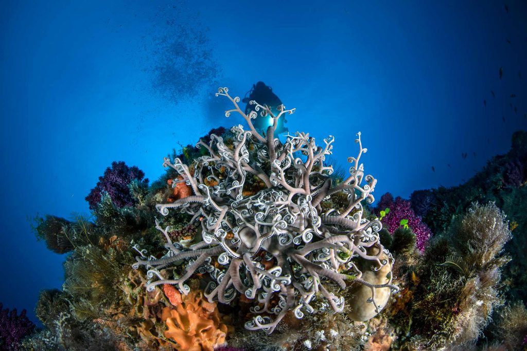 We are sea: subacqueo in immersione, barriera corallina, stella marina gorgona