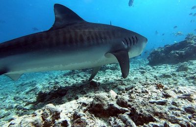 Galeocerdo cuvier squalo tigre