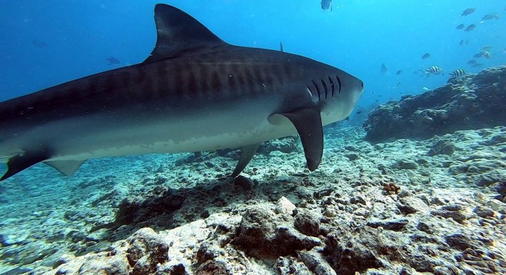 Galeocerdo cuvier squalo tigre