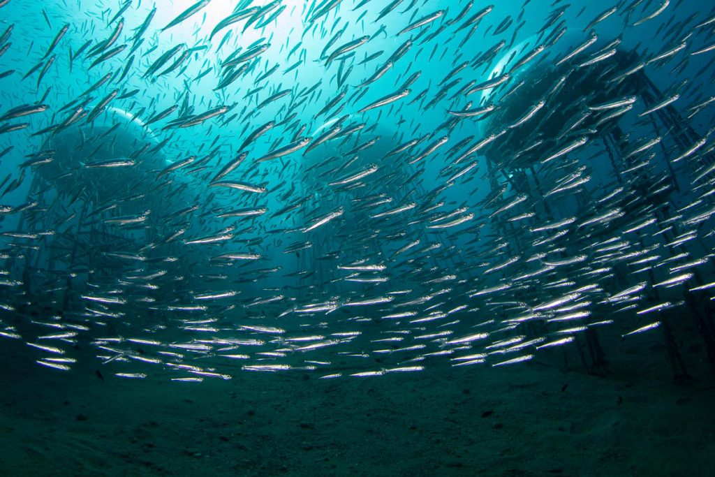 Banco di pesci pelagici che nuota intorno alle strutture del Giardino di Nemo, integrato nell’ecosistema marino costiero.