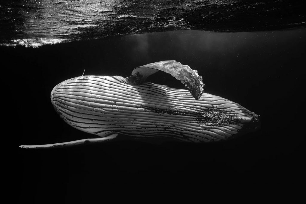 1° Classificato categoria Bianco e Nero: Marco Domenicucci con "Incontro giocoso". Foto di una megattera.
