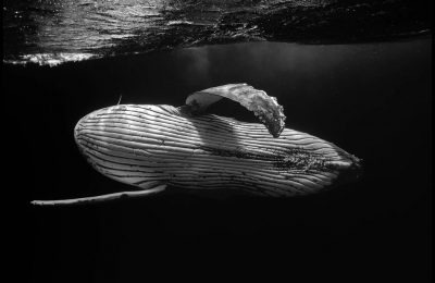 Marco Domenicucci 1° posto categoria Bianco e Nero See in the Sea international Underwater Photocontest