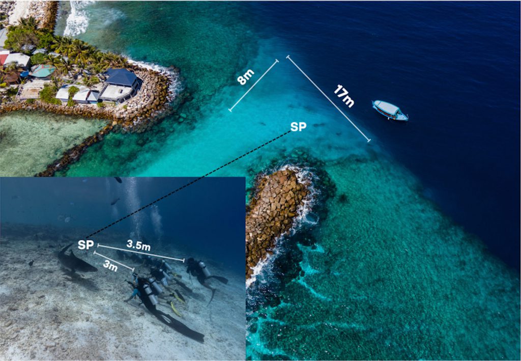 comportamento femmine sociale squali