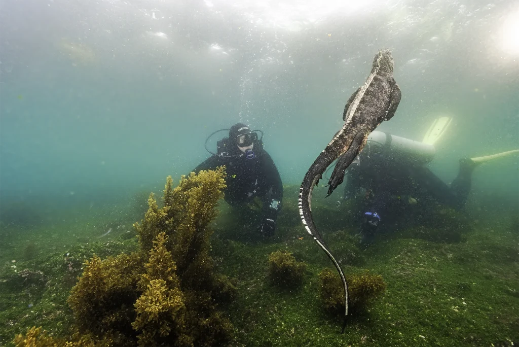 Immersione Galapagos iguana
