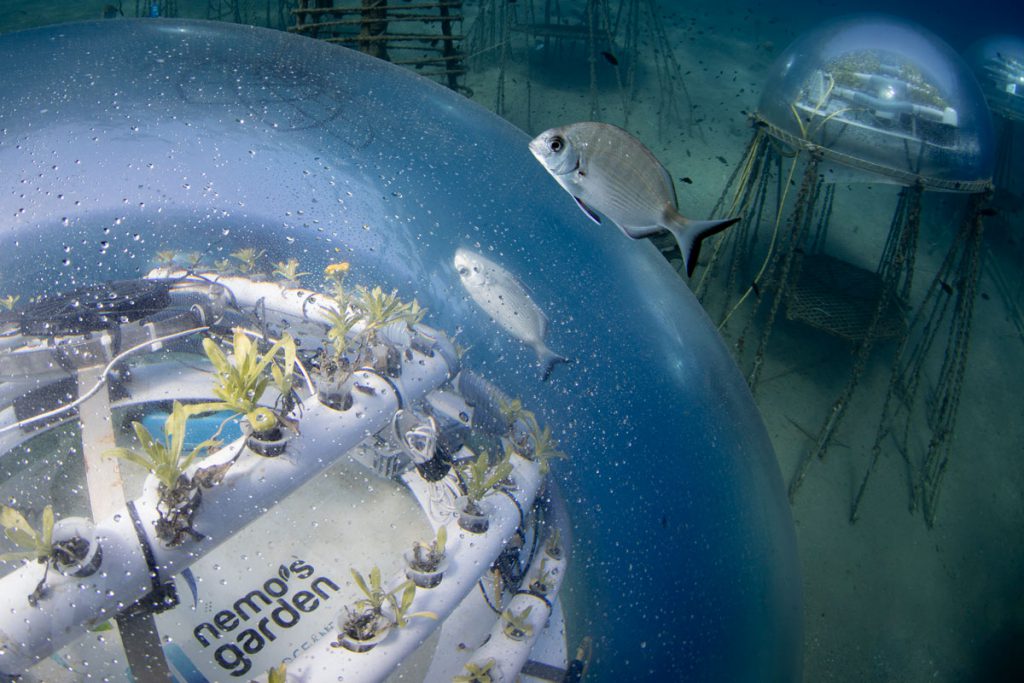 Biosfera del Giardino di Nemo con piante coltivate in serra subacquea e un pesce che nuota all’esterno, sul fondale marino di Noli.