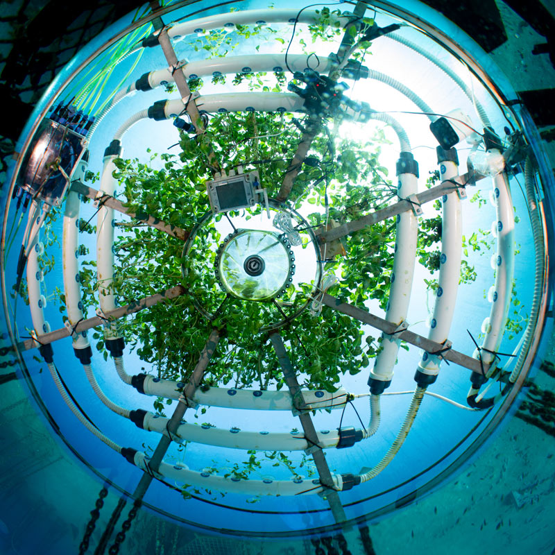 Interno di una biosfera del Giardino di Nemo a Noli, con piante coltivate in idroponica sott’acqua, tubazioni, sensori e luce naturale filtrata dal mare.