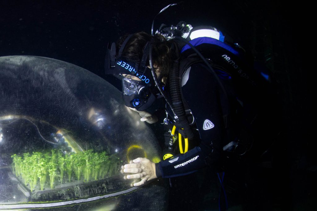 Subacqueo al lavoro all’interno di una biosfera del Giardino di Nemo, mentre controlla le piante coltivate in serra subacquea a Noli.
