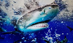 gigante squalo tigre maldive @CarpentieriCarlo