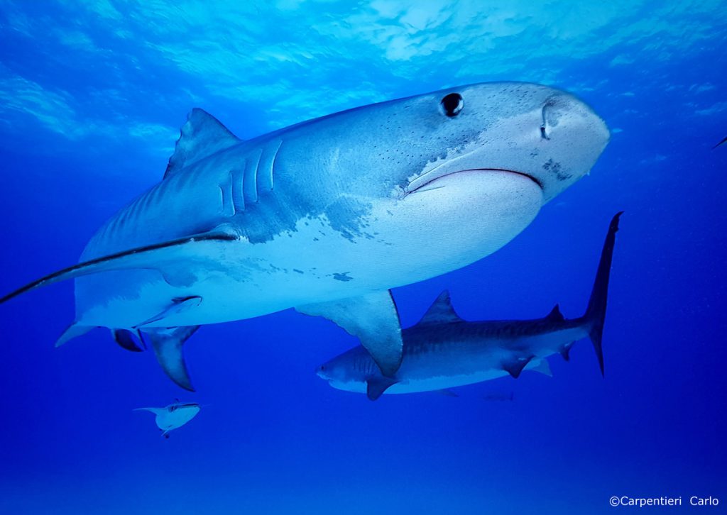 giganti squali maldive @CarpentieriCarlo