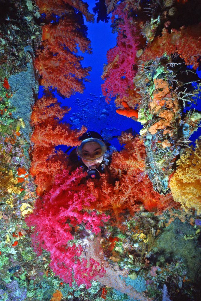 Subacqueo con Alcionari, Dendronephthya kluzingeri – Relitto Dunraven – Beacon Rock – Sinai – Mar Rosso – Egitto.