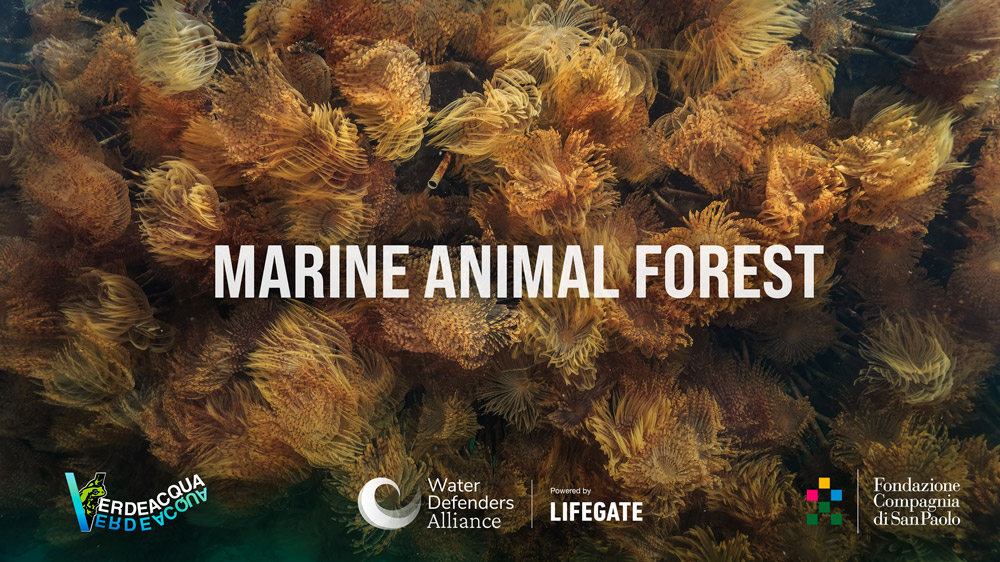 marine animal forest
