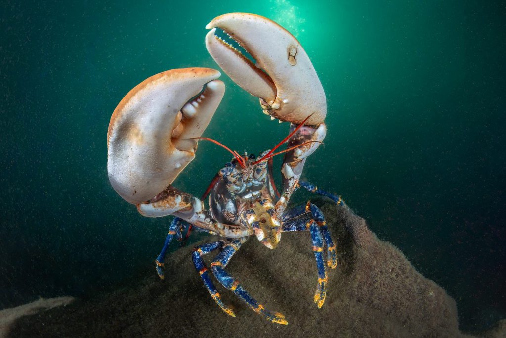 1° Classificato categoria Portfolio Mediterraneo: Mimmo Roscigno con "angry". Foto astice.