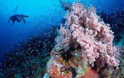 eudi 2026 offerte subacquee nosytour