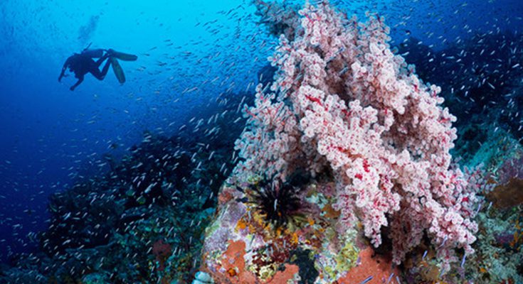 eudi 2026 offerte subacquee nosytour