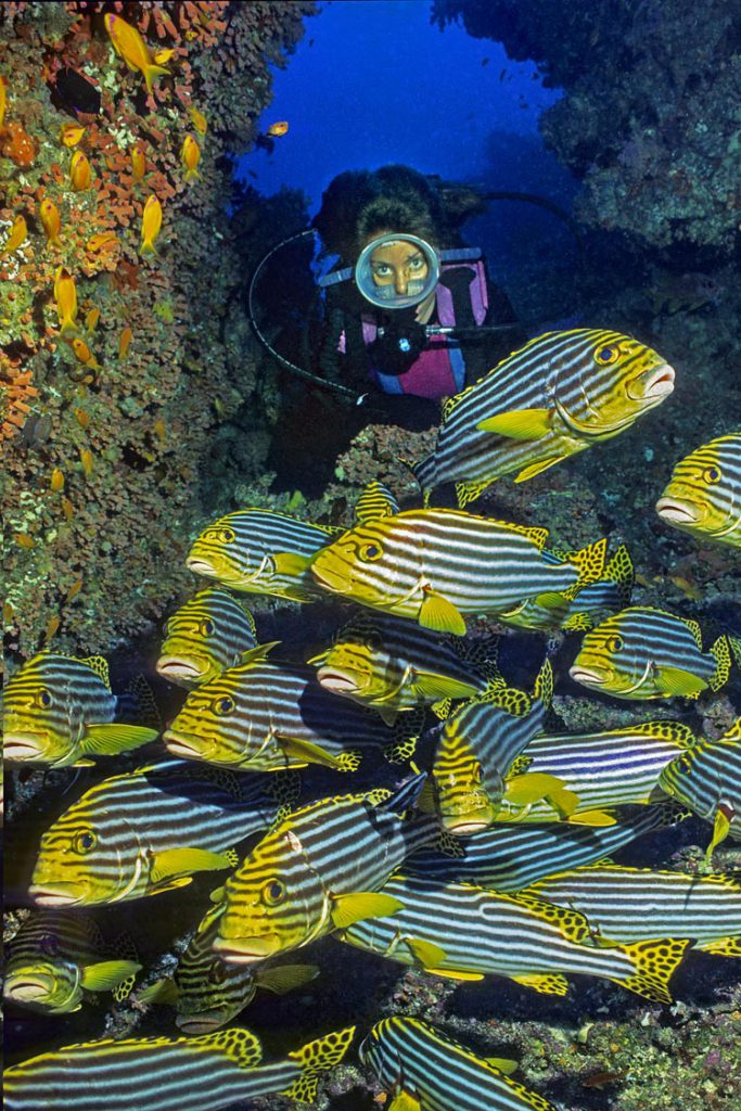 Subacqueo con gruppo di ombrine tropicali, Plectorhinchus lineatus – 18 mm. – 1 Flash – Atollo di Ari – Maldive.