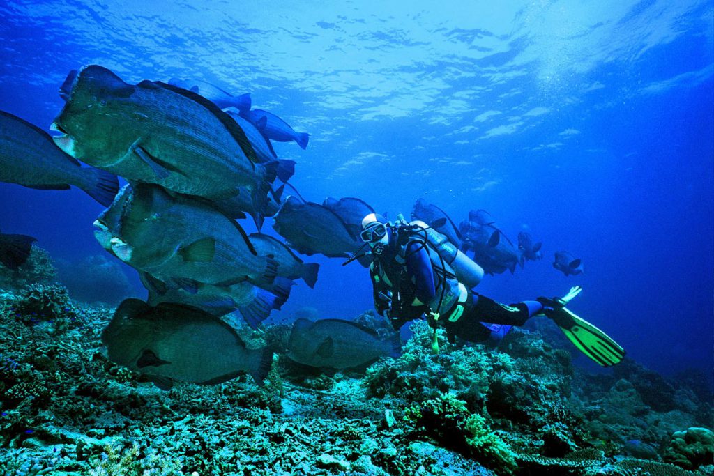 Subacqueo con Pesci Pappagallo Giganti, Bolbometopon muricatum – 20 mm. – 1 Flash – Sipadan – Malaysia.