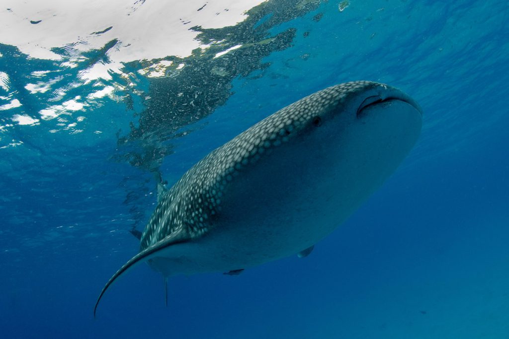 squalo balena maldive