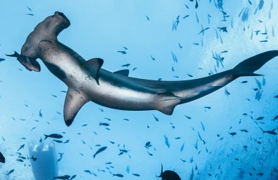 Squalo martello Galapagos