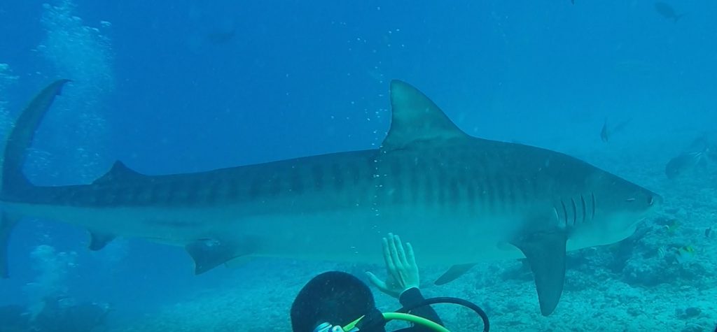 squalo tigre comportamento osservazione scientifica