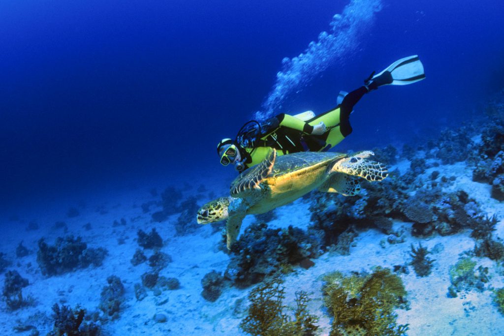Subacqueo con Tartaruga, Chelonia mydas, 18 mm. – 1 Flash - Rhas Umm Sid – Sinai – Mar Rosso – Egitto.