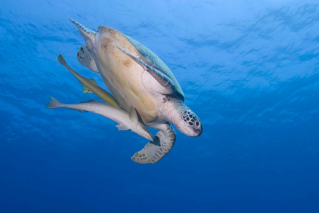 tartaruga verde indonesia Cary-Yanny