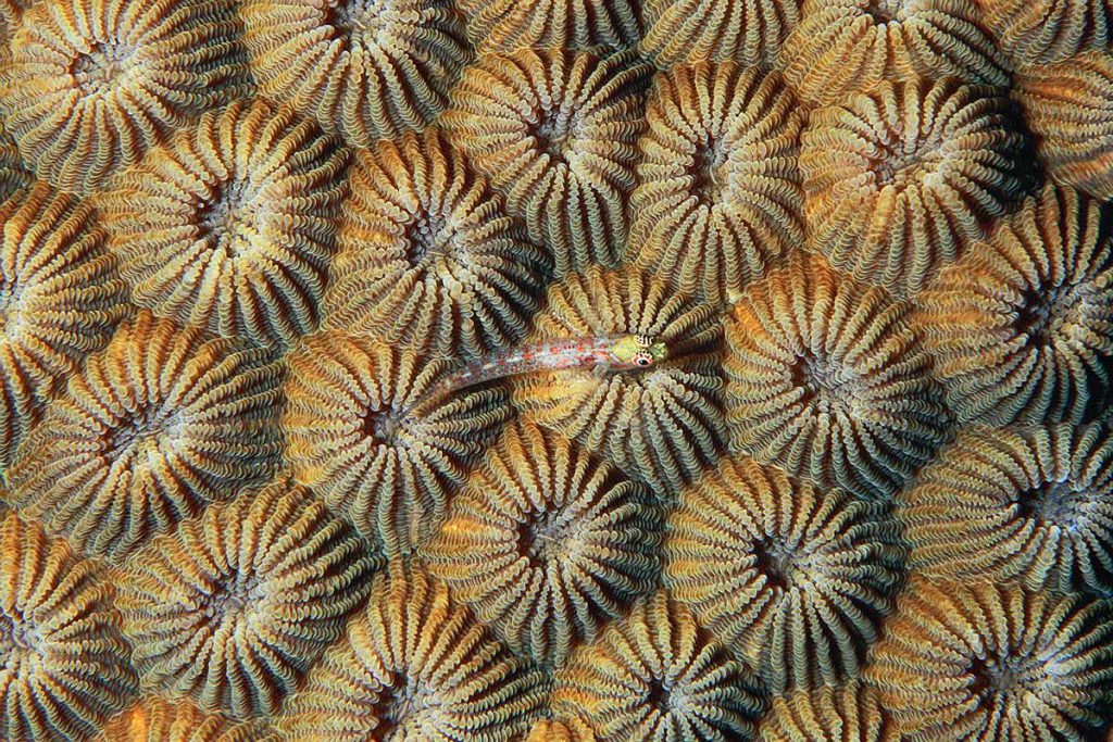 Dwarfgoby Eviota madrepora