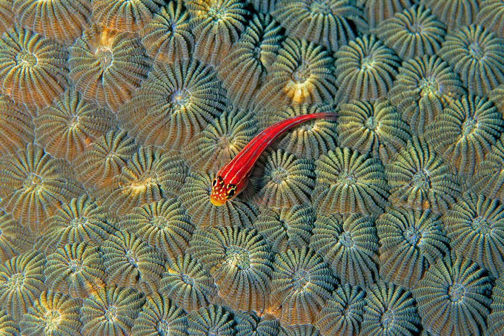 Elcogramma striatum Tripterygiidae madrepora gobide