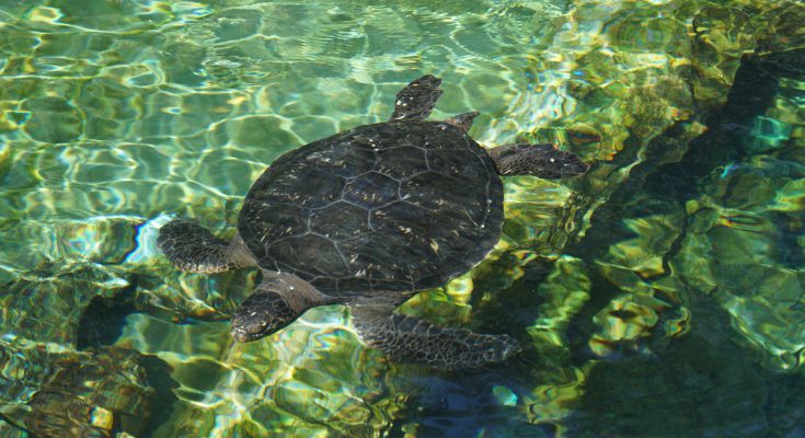 Kemp tartaruga udito