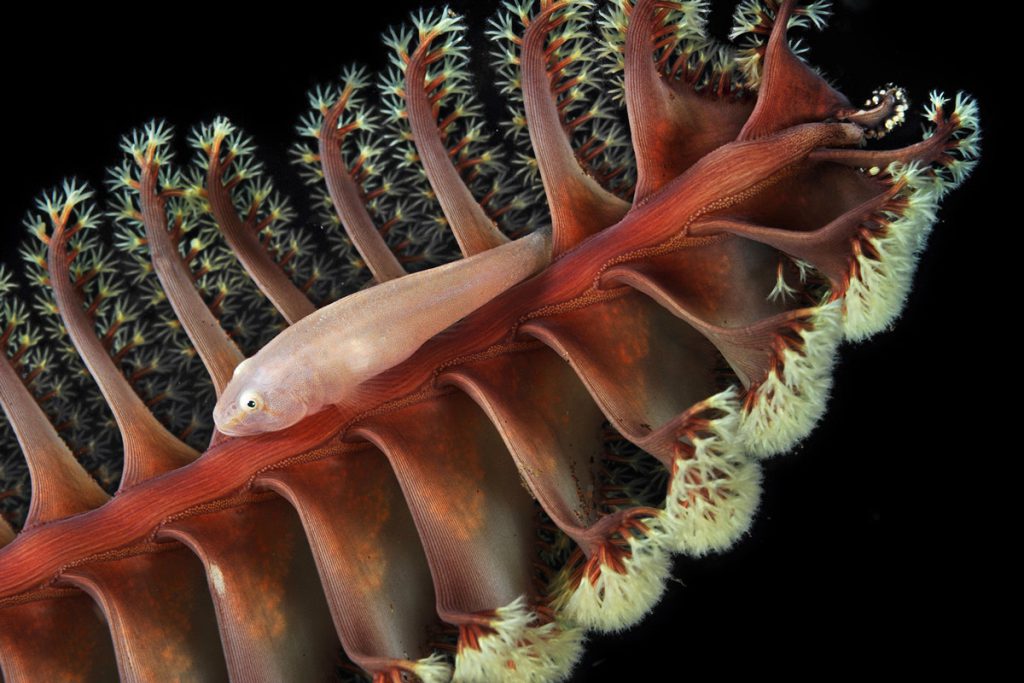 Pleurosicya boldinghi su una Pennatula, Pennatula rubra – 60 mm. macro – 2 Flash – Moalboal – Cebu Island – Filippine.
