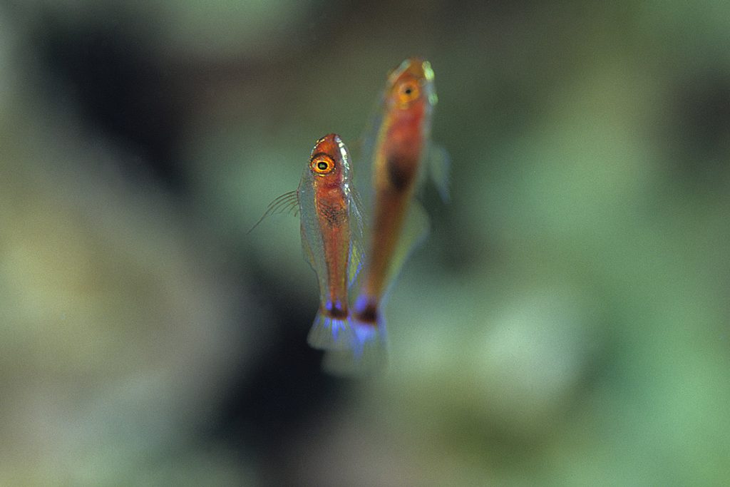 Trimma marinae moalboal fotografia sub