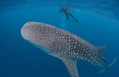 baja california offerta viaggi sub