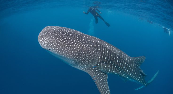 baja california offerta viaggi sub