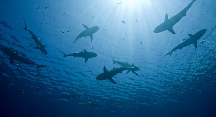 commercio squali nuove regole cities non bastano contro la sovrapesca