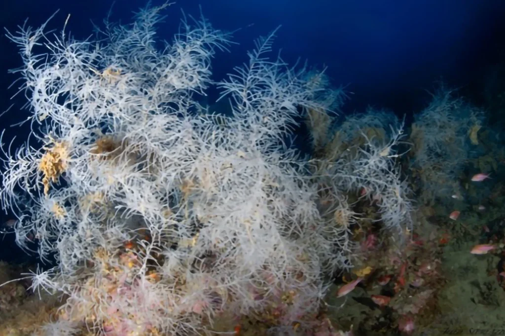 Corallo bianco ramificato fondali mediterraneo subacquea