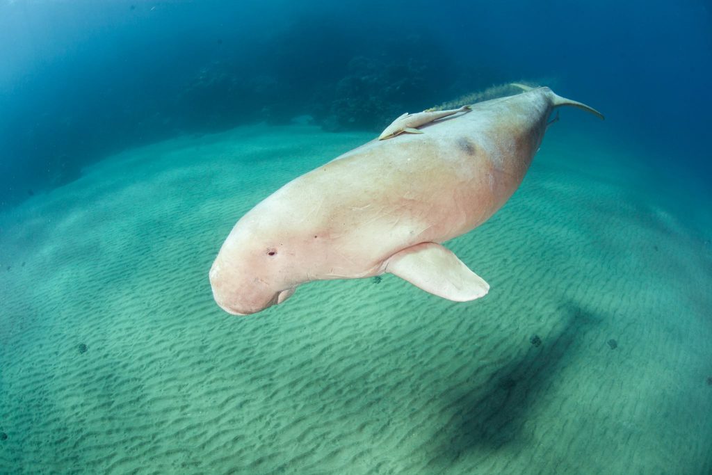 Dugongo su prateria sabbiosa a Ras Allasad, house reef Utopia Beach Club nel Mar Rosso sud