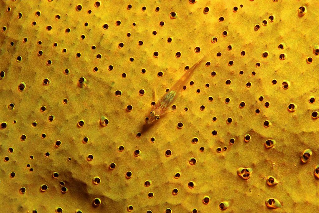 ghiozzi gialli macro sub Pleurosicya elongata su una spugna – 60 mm. macro – 2 Flash –  Mabul – Malaysia.