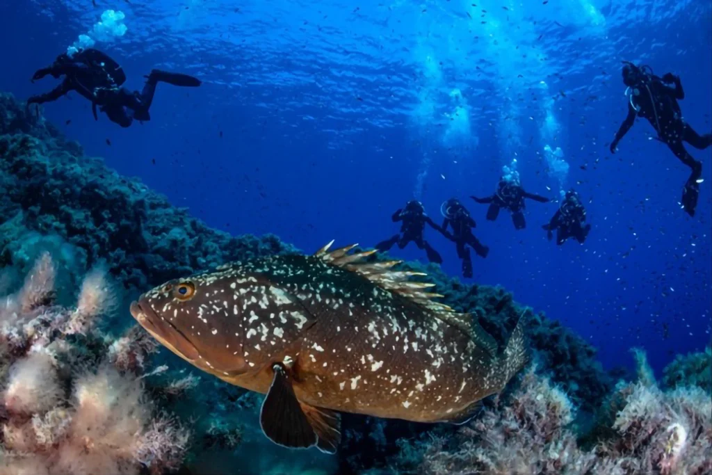 Immersione subacquea cernia area marina