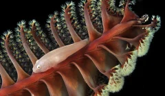 macro fotografia pesci piccoli