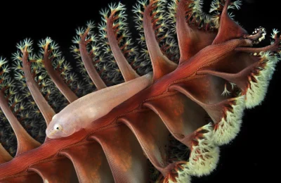 macro fotografia pesci piccoli