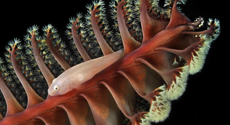 macro fotografia pesci piccoli