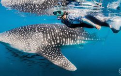 nosytour-offerta baja california subacquea