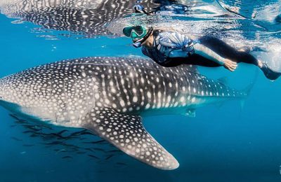 nosytour-offerta baja california subacquea