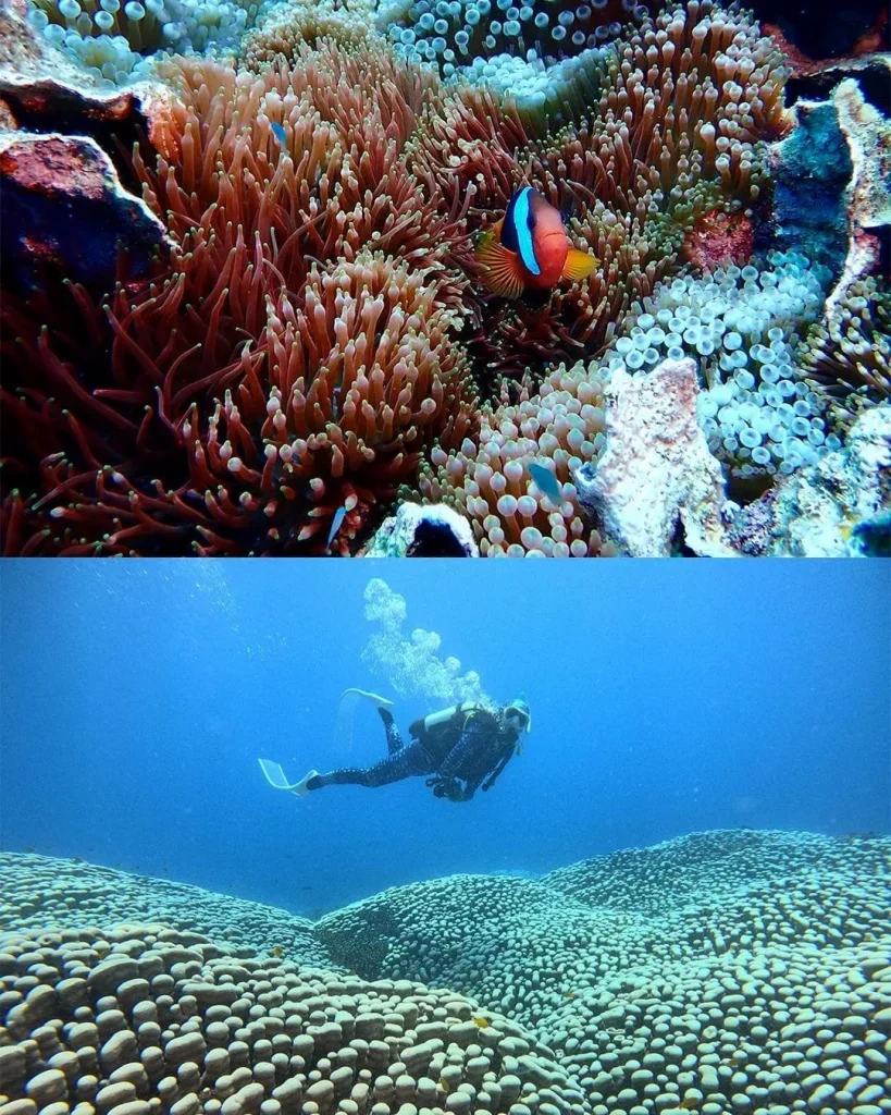 pavona clavus colonia gigante grande barriera corallina cairns