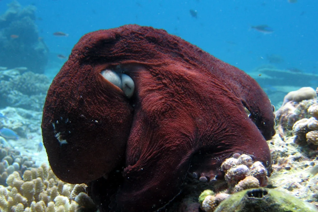 Polpo comune Maldive