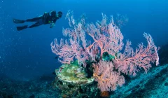 Subacqueo davanti a una grande gorgonia rossa su parete rocciosa ricca di biodiversità marina