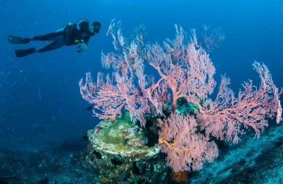 Subacqueo davanti a una grande gorgonia rossa su parete rocciosa ricca di biodiversità marina