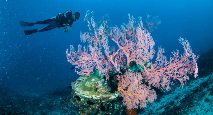 Subacqueo davanti a una grande gorgonia rossa su parete rocciosa ricca di biodiversità marina