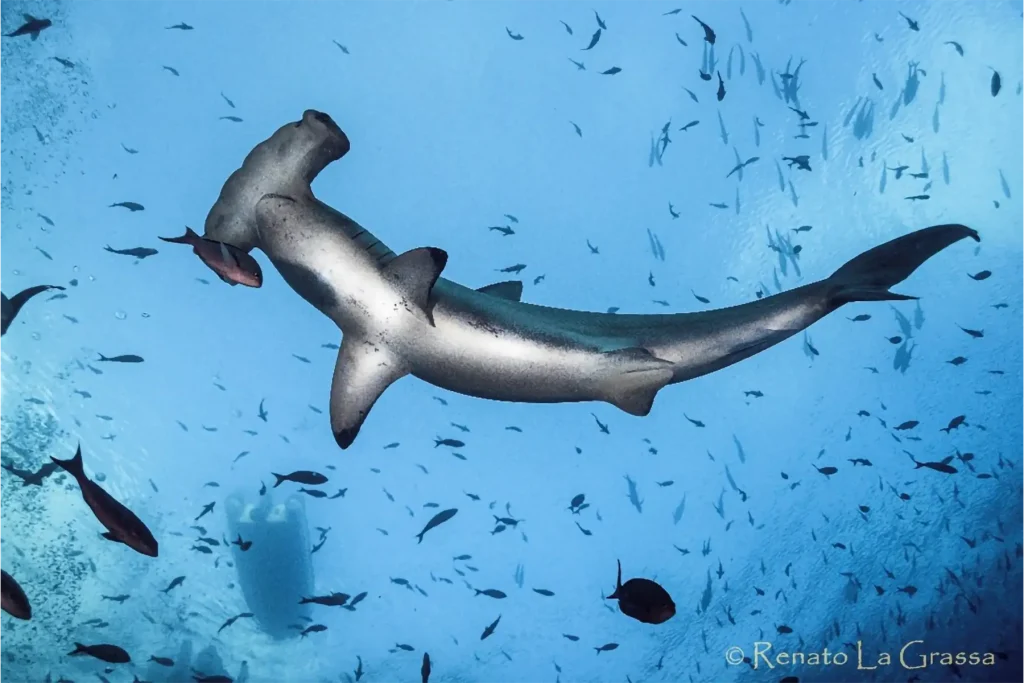 Squalo martello fotografia Renato la Grassa