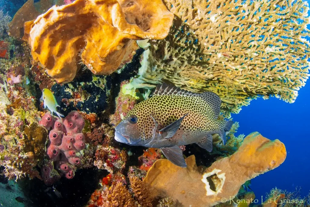 Fotografia pesci e reef di Renato La Grassa crociera Lembeh Bangka Bunaken
